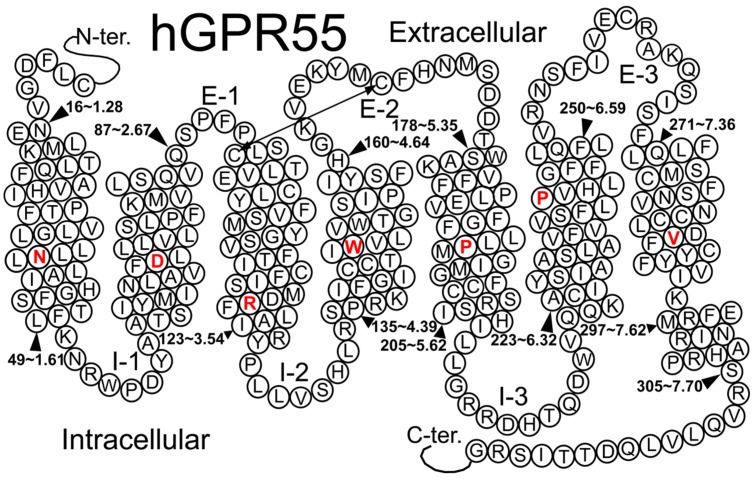 A helix net representation for GPR55 is provided here.