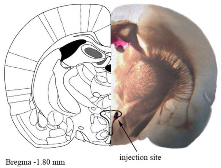 A representative photograph of the microinjection site in the paraventricular nucleus of hypothalamus (PVN) coupled with the matching slide from the Paxinos and Watson rat brain atlas [24]. One mm thick brain slice with the injection site shown by Evans blue dye. The drawn outline represents the confines of PVN.