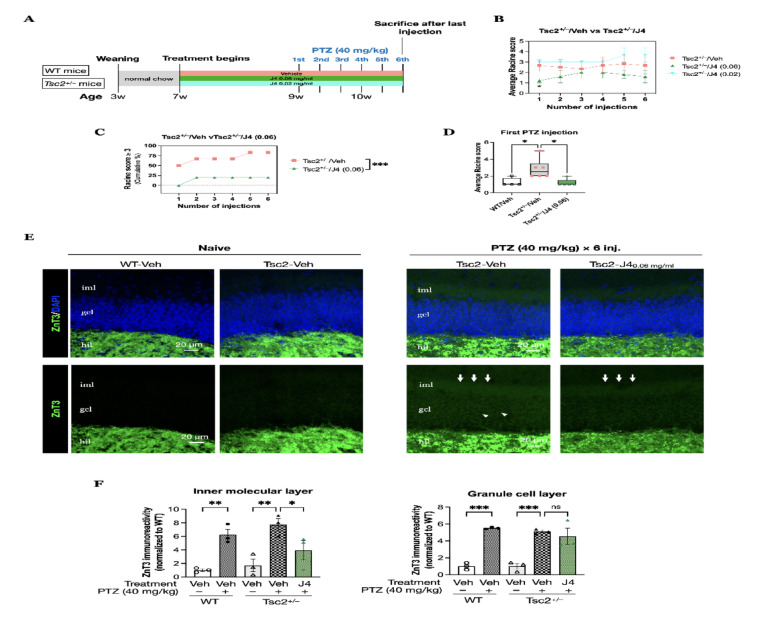 A The experimental procedural diagram for determining the seizure susceptibility of Tsc2+/– mice with J4 treatments. Seizure behavior was determined in PTZ-Tsc2+/–/Veh (N = 6), PTZ-Tsc2+/–/J4 (0.02 mg/ml) (N = 3) and PTZ-Tsc2+/–/J4 (0.06 mg/ml) (N = 5) after six intraperitoneal injection of pentylenetetrazol (PTZ) with a dose of 40 mg/kg. B The average Racine score for Tsc2+/– mice with 3 different treatments is shown for each injection. C The cumulative percentage of animals displayed a Racine score ≥ 3 is shown for every injection for the Tsc2+/–/Veh and Tsc2+/–/J4 (0.06). D Comparison of the 3 groups for their average PTZ-induced seizure score at the first injection. E Immunostaining of ZnT3 (green), counterstained with DAPI (blue) of the hippocampal dentate gyrus was performed on groups as indicated. ZnT3 expression was visualized only in hil in Naïve groups (left panel), while it was visualized in iml (arrows) and in gcl (arrowheads) after 6 injections of 40 mg/kg PTZ (right panel). F Quantitative results of immunoreactivity of ZnT3 are shown. Data presented as mean ± SEM, *p < 0.05, using two-tailed unpaired T-test to compare PTZ-Tsc2+/–/Veh and PTZ-Tsc2+/–/J4 (0.06 mg/ml) for each injection; and using two-way ANOVA, with Bonferroni correction as the post-hoc test for multiple comparisons; and Kruskal-Wallis test with post-hoc Dunn’s test for comparisons of 3 groups. *p < 0.05, **p < 0.01, ***p < 0.001, n.s. not significant, using one-way ANOVA, with Bonferroni correction as the post-hoc test for multiple comparisons. Abbreviations: iml, dentate gyrus inner molecular layer; gcl, granule cell layer; hil, hilus