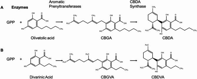 Comparison of the olivetolic and divarinic cannabinoid biosynthesis pathways. The biosynthesis pathways for (A) cannabidiolic acid (CBDA) and (B) cannabidivarinic acid (CBDVA). Both synthesis pathways begin with geranyl diphosphate (GPP) and (A) olivetolic acid or (B) divarinic acid through aromatic prenyltransferase activity. CBDA synthase then converts (A) cannabigerolicacid (CBGA) to cannabidiolic acid (CBDA) or (B) cannabigerovarinic acid (CBGVA) to cannabidivarinic acid (CBDVA), respectively. Chemical structures were drawn using ChemSpider