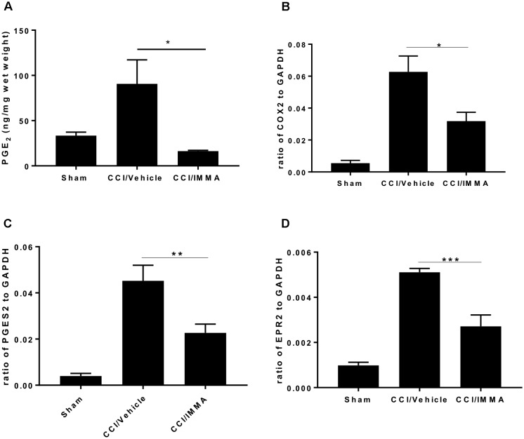 IMMA treatment reduced PGE2 synthesis in the CCI mouse ipsilateral sciatic nerve. PGE2 production was measured by ELISA with the fresh sciatic nerves from mice 7 days post-CCI. Significantly increased PGE2 production in the CCI/vehicle group was remarkably attenuated by IMMA treatment (A). The mRNA expression of enzymes contributing to the PGE2 synthesis, COX-2 (B) and PGES2 (C), were greatly increased in CCI/vehicle group and reduced by IMMA. The increased expression of EP2 receptor in the CCI/vehicle mice was also attenuated by IMMA treatment (D). ∗p < 0.05, ∗∗p < 0.01, and ∗∗∗p < 0.001 were obtained when the CCI/vehicle group was compared to the IMMA treated group (n = 10/group). One-way ANOVA was used for comparing the differences among the sham, vehicle and IMMA treated groups. The Tukey-Kramer post hoc test was used for the comparison.