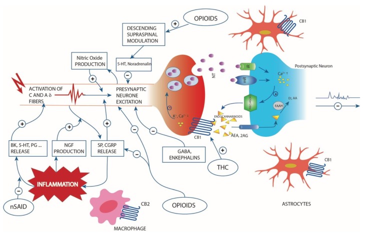 Simplified scheme representing the pathogenesis of pain following inflammatory disease or nociceptive stimulus, the cytokines involved in the process, the descending supraspinal modulation and the relive neurotransmitters and endocannabinoid retrograde signalling mediated synaptic transmission. Endocannabinoids are produced from postsynaptic terminals upon neuronal activation. Natural and synthetic cannabinoids act like the two major endocannabinoids shown in the scheme: 2-arachidonolglycerol (2-AG) and anandamide (AEA). Endocannabinoids readily cross the membrane and travel in a retrograde fashion to activate CB1 located in the presynaptic terminals. Activated CB1 will then inhibit neurotransmitter (NT) release through the suppression of calcium influx. NT can bind to ionotropic (iR) or metabotropic (mR) receptors. 2-AG is also able to activate CB1 located in astrocytes. Although endocannabinoid retrograde signalling is mainly mediated by 2-AG, AEA can activate presynaptic CB1 as well. Fatty acid amide hydrolase (FAAH) found in postsynaptic terminals is responsible for degrading AEA to AA and ethanolamine (Et). Inflammation lead to release of biochemical mediators (bradykinin (BK), serotonin (5-HT), prostaglandins (PG) etc.) and the up-regulation of pain mediator nerve growth factor (NGF). The substance P (SP) and calcitonin gene-related peptide (CGRP) vasoactive neuropeptides, released from sensory nerve, have also role in inflammation. The interaction with opioids, THC and nonsteroidal anti-inflammatory drugs are also represented.