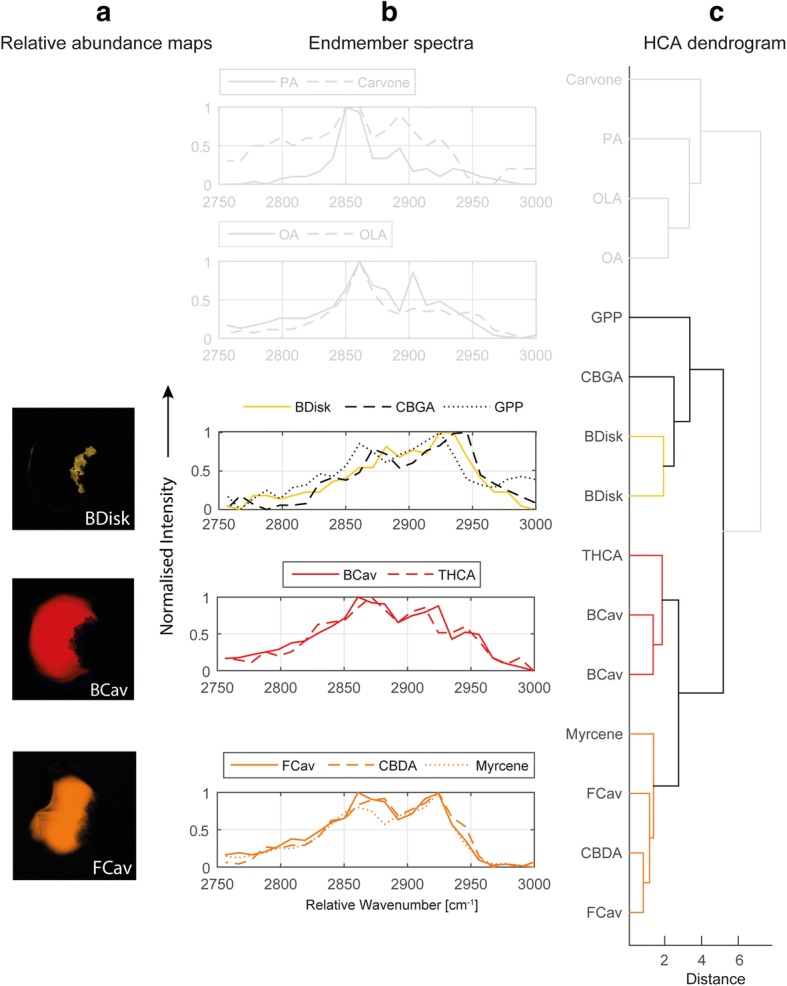 Hierarchical clustering of F-HCARS endmember spectra of reference substances and of glandular trichomes of C. sativa var. Bedrobinol (two samples) and C. sativa var. Fedora (two samples). Spectral similarity determined by HCA is shown in the dendrogram (c), the spectra for reference substances and endmembers are compared (b) and the corresponding relative abundance maps (a) are presented. Groups connected by coloured lines denote high spectral similarity. Spectra of reference substances, which show no similarity to spectra of glandular trichomes are denoted by grey lines. The data were named according to the sample type (B = Bedrobinol; F = Fedora) and localisation (Cav = secretory cavity; disk = disk cells). Abbreviations according to Fig. 1