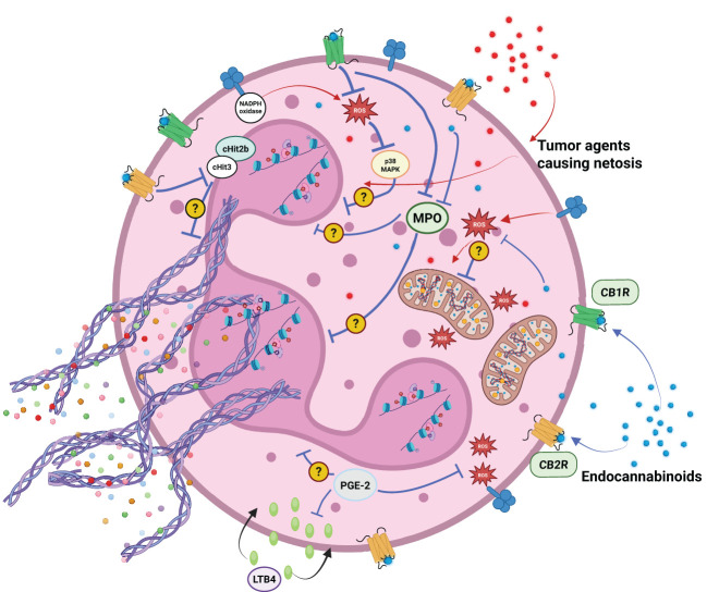 Factors secreted by cancer cells can facilitate neutrophil activation and the formation of neutrophil extracellular traps (NETosis). Elements of the endocannabinoid system (ECS) — including endocannabinoids and their metabolites — may modulate neutrophil activation through ECS receptor-dependent and independent mechanisms. Potential effects include attenuation of reactive oxygen species (ROS) production, suppression of the respiratory burst, inhibition of myeloperoxidase (MPO) activity, inhibition of leukotriene B4 (LTB4) activation and histones citrullination (H3 - citH3 and H2B -citH2B).