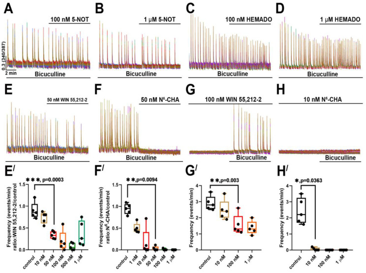 The effect of agonists of Gi-coupled receptors on bicuculline-induced [Ca2+]i oscillations: (A–F) Application of agonists of (A,B) 5-HT1 (5-NOT, 100 nM and 1 μM), (C,D) adenosine A3 (HEMADO 100 nM and 1 μM), (E) cannabinoid (WIN 55,212-2, 50 nM), (F) adenosine A1 (N6-CHA, 50 nM) receptors during bicuculline-induced paroxysmal activity; (G,H) Induction of paroxysmal activity in the presence of (G) cannabinoid (WIN 55,212-2, 100 nM) and (H) adenosine A1 receptor agonists (N6-CHA, 10 nM); (E′,F′) Diagrams showing the dependence of the frequency of calcium oscillations on (E′) WIN 55,212-2 and (F′) N6-CHA concentration; one-way ANOVA, p < 0.01 (**), p < 0.001 (***); (G′,H′) Dependence of frequency of calcium oscillations induced in the presence of different (G′) WIN 55,212-2 and (H′) N6-CHA concentrations; one-way ANOVA, p < 0.05 (*), p < 0.01 (**).