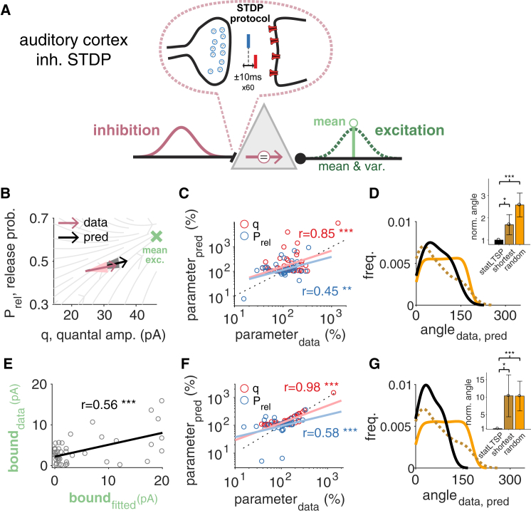 Inhibitory Plasticity Specifically Aims at the Mean Excitatory Input(A) Statistics of both excitatory (green) and inhibitory (purple) currents were recorded before and after long-term plasticity induction using an STDP protocol. The statistics of inhibitory input (purple Gaussian) can be modified through pre- and postsynaptic long-term plasticity (top; Δt represents the delay between pre- and postsynaptic spikes) to balance out specific statistics of the excitatory input. Such a statistical EI balance can be achieved by inhibition matching the mean (light green; i.e., a reliable bound as in statLTSP) or mean and variance of excitatory responses (dark green Gaussian).(B) Model predictions and observed changes in Prel and q parameters (black and purple, respectively). Solid arrows represent the mean and light areas the standard error of the mean (see Figure S11 for individual data points and bounds). Green cross represents the bound that we consider at inhibitory synapses (i.e., the experimentally observed mean excitatory current across all experiments studied here).(C) Predicted and observed changes in Prel (blue) and q (red). There is no significant difference between predicted and observed changes for both Prel (p = 0.29) and q (p = 0.97).(D) Distribution of angles (in degrees) between observed and predicted changes for statLTSP (black, solid line), a shortest (dark orange, dashed line) and a random path model (orange, solid line). The shortest model also performs worse when analyzing changes in Prel and q as in (C) (see main text).(E–G) StatLTSP with estimated bounds for individual experiments. (E) Correlation between estimated and observed bounds (see main text for details). (F) Predicted and observed changes in Prel (blue) and q (red) (similar to C). There is no significant difference between predicted and observed changes for both Prel (p = 0.36) and q (p = 0.71). (G) Distribution of angles (in degrees) between observed and predicted changes for statLTSP (black, solid line), a shortest (dark orange, dashed line) and a random path model (orange, solid line), similar to (D). Data reanalyzed from D’amour and Froemke (2015). Error bars represent mean ± SEM.