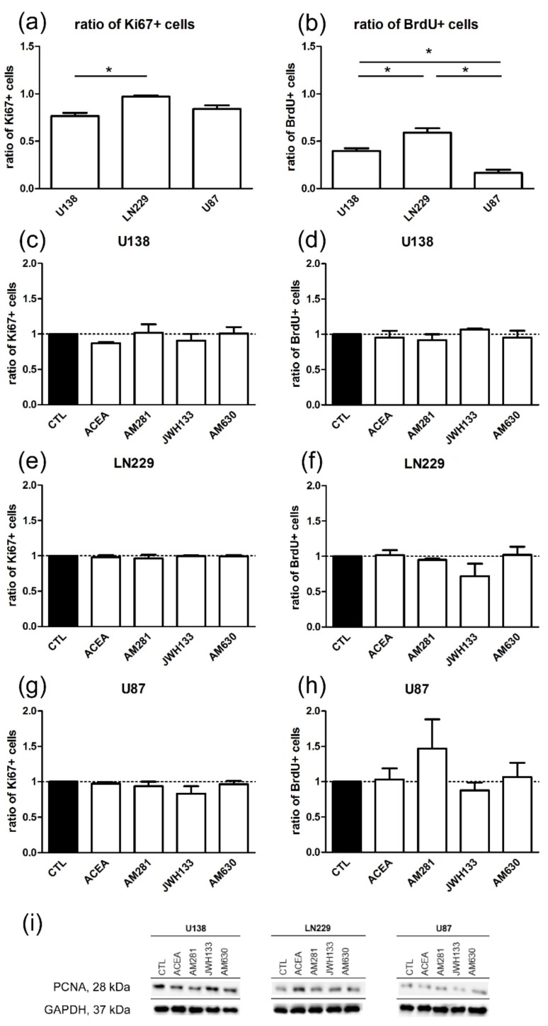 No changes in the proliferation index could be observed in U-138 MG, LN229, and U-87 MG cell lines after treatment with agonists (ACEA, 10 µM; JWH133, 10 µM) and antagonists (AM281, 1 µM; AM630, 1 µM) for CB1 and CB2 for 24 h. Differences occurred in the basal level of proliferation between the cell lines. Control groups of U-138 MG, LN229, and U-87 MG cell lines were compared in the ratio of positive cells for (a) Ki67 (nU138 = 4, nLN229 = 3, nU87 = 4) and (b) bromodeoxyuridine (BrdU) (nU138 = 3, nLN229 = 4, nU87 = 3). All cell lines had a significantly different expression of S-phase marker Brdu. The Ki67 index was significantly different between U-138 MG and LN229. LN229 cells have the highest level of proliferating cells followed by U-138 MG. Application of ACEA, AM281, JWH133, and AM630 did not influence the ratio of the BrdU and Ki67 positive cells in (c,d) U-138 MG (nCTL = 3, nACEA = 3, nAM281 = 3, nJWH133 = 3, nAM630 = 3); (e,f) LN229 (nCTL = 3, nACEA = 3, nAM281 = 3, nJWH133 = 3, nAM630 = 3); and (g,h) U-87 MG cells (nCTL = 3, nACEA = 3, nAM281 = 3, nJWH133 = 3, nAM630 = 3). (i) Representative Western Blots of G1 and S-phase marker, proliferating nuclear antigen (PCNA) and glyceraldehyde 3-phosphate dehydrogenase (GAPDH) show no significant differences between the groups. All data were normalized to the control group.