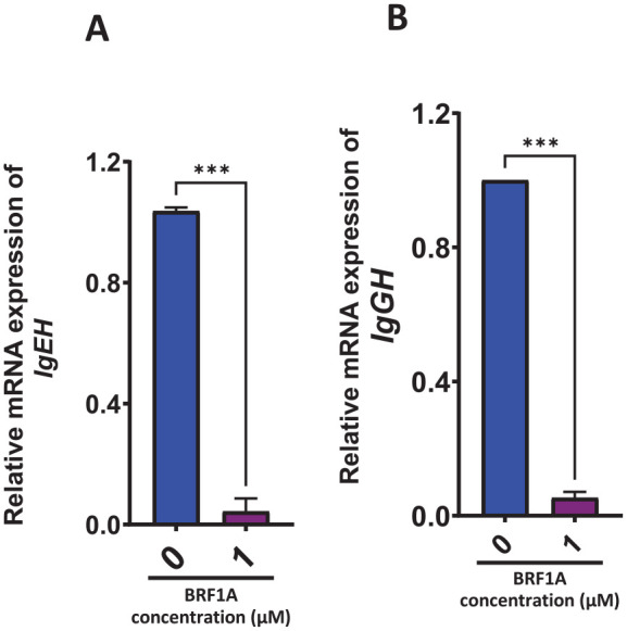 BRF1A suppressed the expression of immunoglobulin E heavy chain (IgEH) and G heavy chain (IgGH). U266 cells were cultured in IgE producing myeloma cells (U266 cells) and in IgG producing myeloma cells (ARH77 cells). and ARH77 cells were cultured with BRF1A at a concentration of 1 µM for 24 hours, mRNA expression was determined using qRT-PCR. mRNA expression of (A) IgEH. (B) IgGH.Data represent triplicate experiments and are expressed as mean ± SD. ***P < .001 versus control (0.1% DMSO).
