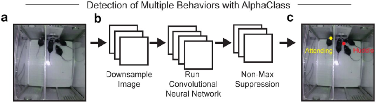 AlphaClass Architecturea, Model architecture for AlphaClass, modified from (119). AlphaClass is a 2-D behavioral estimate method that primarily uses keypoint detection to estimate behaviors in single images. b, For training, AlphaClass receives images as input and extracts features through a downsampling method with a convolutional neural network (CNN). Then, non-max suppression is used to remove any faulty detections or low-confidence detections. c, The final results are behavioral labels predicted on novel video data. Example of final behaviors used for analysis during Social Exclusion. “Attending” frames were quantified when the excluded mouse was labeled as “Attending”.
