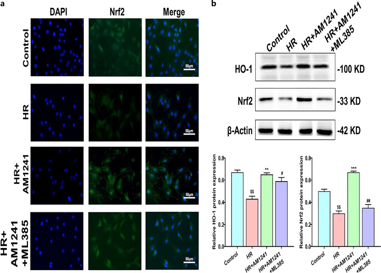 AM1241 alleviated the damage owing to oxidative stress via the Nrf2/HO-1 signaling pathway. a The subcellular localization of Nrf2 protein was observed by immunofluorescence staining (green) under laser confocal fluorescence microscopy (magnification, ×200). b Expression of Nrf2 and HO-1 measured by Western blotting. β-actin served as control for equal protein loading. $$p < 0.01 versus sham group; **p < 0.01 and ***p < 0.001 versus HR group; ##p < 0.01 versus HR+AM1241 group.