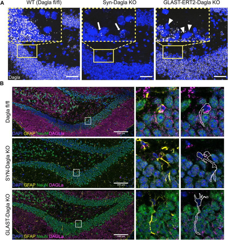 Dagla is deleted in the progenitor-containing subgranular zone (SGZ) in GLAST-CreERT2-Dagla KO but not in Syn-Dagla KO mice. (A) Representative images of an RNAscope in situ hybridisation assay detecting transcripts of Dagla (white) in the DG in the hippocampus of Dagla fl/fl control, Syn-Dagla KO and GLAST-CreERT2-Dagla KO mice. Dagla is deleted in the neuronal granular cell layer in Syn-Dagla and in the progenitor-containing subgranular zone (SGZ) in GLAST-CreERT2-Dagla KO mice (scale bar 50 µm). The magnified insets (scale bar 10 µm) show SGZ with white arrows indicating Dagla expressing cells in Syn-Dagla KO and white arrowheads Dagla-negative cells in GLAST-CreERT2-Dagla KO mice in the NSC layer (n = 3–4 animals per group). (B) Immunostaining detecting DAGLa (magenta) co-localization with GFAP (yellow) and NeuN (green). The magnified insets show examples of GFAP-positive cells with NSPC morphology delineated with white. Progenitors express DAGLa in Dagla fl/fl control and Syn-Dagla KO SGZ and but not in GLAST-CreERT2-Dagla KO. NeuN positive neurons in granule cell layer express DAGLa in control and GLAST-CreERT2-Dagla KO sections, but not in Syn-Dagla KO (scale bar 10 µm).