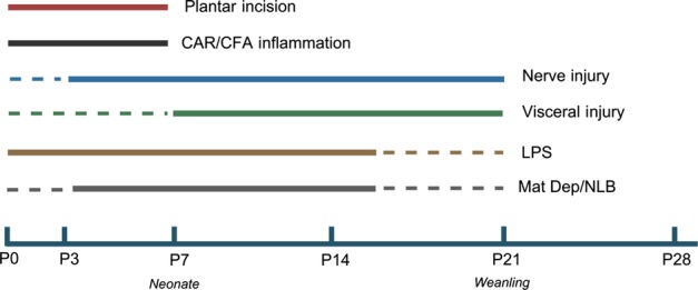 Critical periods for neonatal insults to cause long-term changes to pain and somatosensation in rodents. Solid lines indicate periods defined in controlled studies. Dotted lines indicate periods where data are incomplete. Postnatal age (P) is in days. CAR, carageenan; CFA, complete Freund’s adjuvant; LPS, lipopolysaccharide; Mat Dep, maternal deprivation; NLB, neonatal limited bedding. See text for further details.