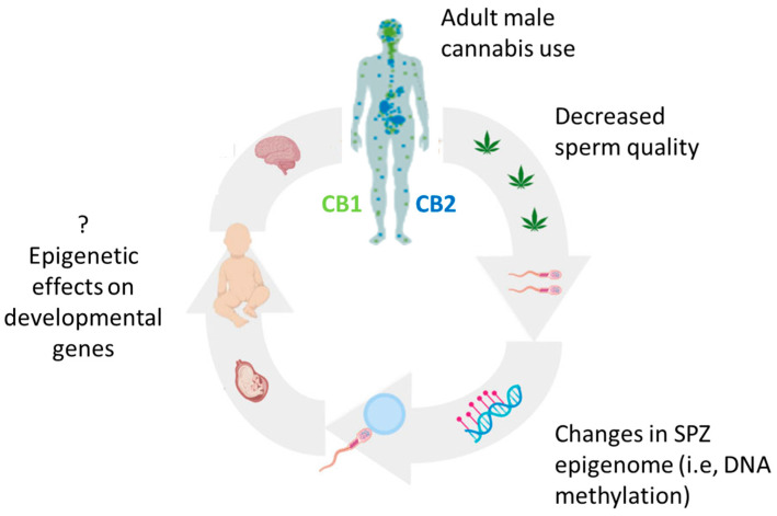 Distribution of cannabinoid CB1 (mainly localized in the brain—hippocampus, cerebellum and cerebrum, green dots) and CB2 receptors (mainly situated in the periphery—spleen, tonsillar, and immune cells, blue dots). Summary of cannabis exposure and probable consequences.