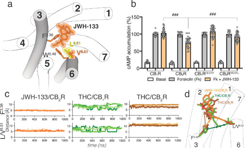 (a) The binding of JWH-133 to CB2R. Leu6.51 of CB1R (in yellow) is superimposed to perceive the longer side chain of Leu in t compared to Val. (b) cAMP levels determined in HEK-293T cells transfected with CB1R, CB2R, CB1RL6.51V, or CB2RV6.51L. Cells were pretreated with vehicle (basal) or with JWH-133 (100 nM) upon exposure to forskolin (Fk, 500 nM). Values are means ± SD (n = 4 with sixtiplicates in all experiments) of the percentage of forskolin-induced cAMP formation. These values were analyzed statistically with two-way ANOVA, followed by Bonferroni’s multiple comparison test ((***) p < 0.001 compared with Fk, (###) p < 0.001). (c) Distances between the terminal methyl group of the alkyl chain of THC and the dimethyl moiety of the dimethylbutyl chain of JWH-133 and the centroid of the aromatic ring of Phe3.36 and either the δ- or γ- carbon of Leu/Val6.51 of CB1R or CB2R (matching color arrows in panel (d) obtained during three replicas of MD simulations. (d) Comparison of the proposed binding modes of JWH-133 and THC in CB2R and THC in CB1R.