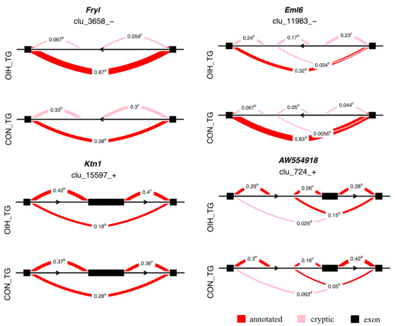 Examples of differential spliced genes (maximum |ΔPSI| > 0.1, P-value < 0.005) between opioid-induced hyperalgesia (OIH) and control (CON) mice in the trigeminal ganglia (TG). Genes included Fryl = FRY like transcription coactivator, Eml6 = EMAP like 6, Ktn1=kinectin 1, and expressed sequence AW554918. The semicircles indicate the clusters of introns corresponding to transcript isoforms, the numbers represent the relative proportion of each intron cluster within OIH and control, and the superscript denotes different clusters.