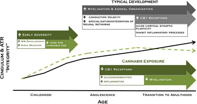 Revised theoretical model of developing ACC connectivity among individuals with and without meaningful cannabis exposure. In typical development (black line), increased myelination, axonal organization, and CB1 receptor expression are postulated to give rise to increased white matter integrity across adolescence and into adulthood. Exposure to adversity early in development may lead to a compensatory acceleration of white matter development, which may increase risky behavior and risk for cannabis use among a subset of individuals (green dashed line). Conversely, cannabis exposure is associated with reduced white matter maturation of the cingulum during the transition to adulthood, an effect that may be mediated by a downregulation of CB1 receptor expression and/or direct effects on oligodendrocyte survival and myelination.