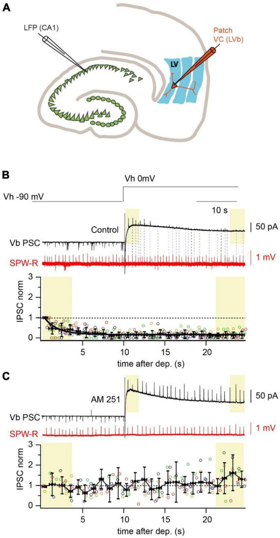Depolarization reduces amplitude and propagation probability of SPW-R driven IPSCs. (A) Schematic representation of a horizontal hippocampal–EC slice with the position of the LFP recording site in the CA1 region and a LVb pyramidal neuron in layer V of EC recorded in whole cell voltage-clamp mode. (B) Spontaneous SPW-Rs (red) in CA1 and associated PSCs (black) in mEC LVb recorded at the reversal potentials of GABAA (–90 mV) and iGluR (0 mV). Experiments were done with a low-Cl– internal solution. Note that right after the depolarization step IPSCs are well detectable. However, both IPSC amplitude and propagation probability rapidly decline at the depolarized holding potential. Dotted lines connect SPW-Rs with corresponding small amplitude IPSCs. The time course of depolarization induced reduction of IPSC amplitudes is plotted underneath. Data from different neurons are shown in different colors (n = 5; p < 0.01). For statistical analysis the IPSC amplitudes within the first and the last 3 s windows (yellow boxes) after depolarization were compared. (C) The same as in panel (A) recorded in the presence of a CB1R blocker (AM251; 2 μM). Application of the CB1R antagonist completely occludes the effect of depolarization on IPSC amplitude (n = 5; p > 0.05).