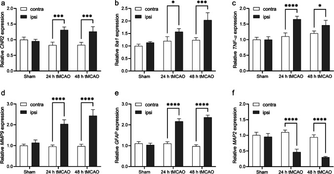 Relative mRNA levels of inflammatory markers and neuronal damage in sham-operated and tMCAO mouse brain in contra-and ipsilateral brain hemisphere at 24 h and 48 h after reperfusion. a CNR2, b Iba1, c TNF-α, d MMP9, e GFAP, and f MAP-2. Values represent mean ± standard deviation. Expression levels were quantified by qPCR relative to β-actin. *p < 0.05, ***p < 0.001, ****p < 0.0001.