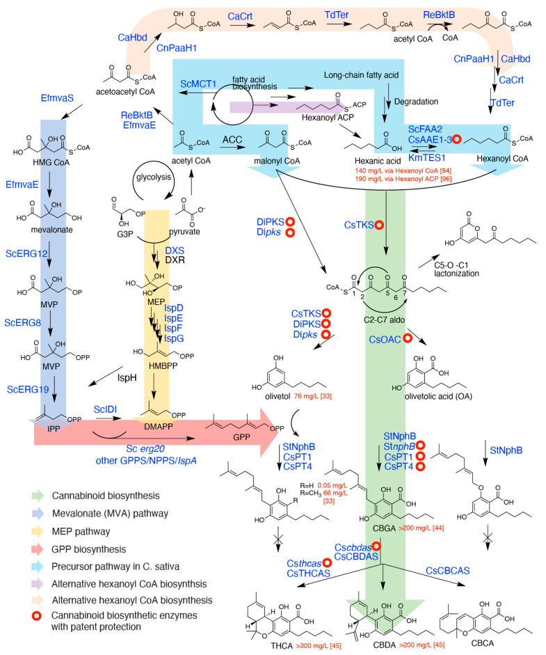 The native and engineered biosynthetic pathway for phytocannabionids in C. sativa. Enzymes in italics are mutant enzymes. The abbreviations are listed as follows. The cannabinoid pathway: TKS, tetraketide synthase; OAC, olivetolic acid synthase; PKS, polyketide synthase; NphB, naphterpin biosynthetic cluster gene B; PT, prenyltransferase; THCAS, tetrahydrocannabinolic acid synthase; CBDAS, cannabidiolic acid synthase; CBCAS, cannabichromenic acid synthase. MVA pathway: mvaE, acetoacetyl-CoA thiolase/HMG-CoA reductase; mvaS, HMG-CoA synthase; ERG12, mevalonate kinase; ERG8, phosphomevalonate kinase; ERG19, diphosphomevalonate decarboxylase; IDI1 isopentenyl diphosphate:dimethylallyl diphosphate isomerase; ERG20, farnesyl pyrophosphate synthetase. MEP pathway: DXS, deoxyxylulose 5-phosphate synthase; DXR, deoxyxylulose 5-phosphate reductoisomerase; IspD, 4-diphosphocytidyl-2-C-methylerythritol (CDP-ME) synthase; IspE, CDP-ME kinase; IspF, 2-C-methyl-D-erythritol 2,4-cyclodiphosphate synthase; IspG, (E)-4-Hydroxy-3-methyl-but-2-enyl pyrophosphate (HMB-PP) synthase; IspH, HMB-PP reductase. Fatty acid biosynthesis: BktB, β-keto thiolase; ACC, acetyl CoA carboxylase; MCT1: malonyl CoA-acyl carrier protein transacylase; HBD/PaaH1, β-hydroxybutyryl-CoA de-hydrogenase; CRT: 3-hydroxybutyryl-CoA dehydratase; Ter, trans-enoyl-CoA reductase; FAA2, Long-chain-fatty-acid--CoA ligase 2; KmTES1, Kluyveromyces marxianus acyl-CoA thioesterase; AAE: acyl activating enzyme. Species abbreviations: Cs, Cannabis sativa; St, Streptomyces strain CL109; Di, Dictyostelium discoideum; Ef, Enterococcus faecalis; Re, Ralstonia eutropha; Ca, Clostridium acetobutylicum; Td, Treponema denticola; Sc, Saccharomyces cerevisiae; Km, Kluyveromyces marxianus.