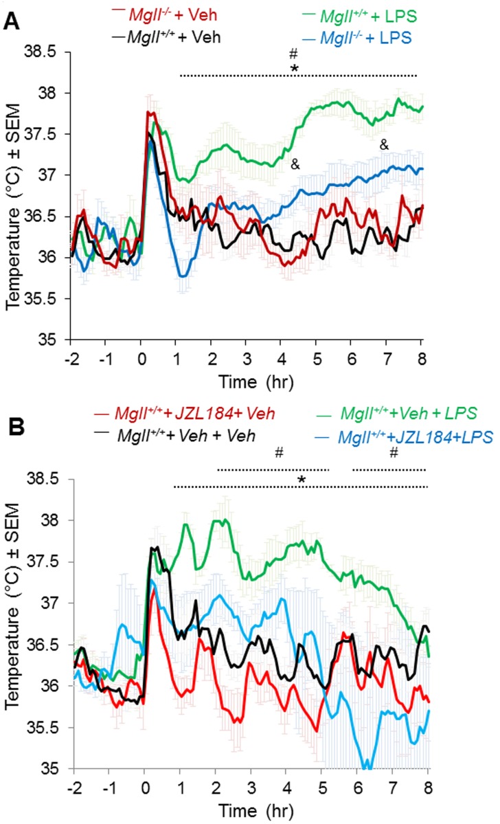 Genetic or pharmacological ablation of MAGL reduces fever response in peripheral LPS-induced fever model. (A) CBT profile following i.p. injection of LPS (100 μg/kg) or vehicle (Saline) of Mgll +/+ mice treated i.p. with JZL184 (40 mg/kg). *p<0.05, Mgll +/++ Veh vs. Mgll +/+ + LPS; #p<0.05, Mgll +/++ LPS vs. Mgll -/- + LPS; &p<0.05, Mgll +/+ + Veh vs. Mgll -/- + LPS. (B) CBT profile of Mgll -/- and Mgll +/+ mice following i.p. injection of LPS (100 μg/kg) or vehicle (Saline) as indicated. Injection was performed at time 0. Data are shown as mean ± sem, n = 6 mice per group, *p<0.05, Mgll +/++ Veh + Veh vs. Mgll +/+ + Veh + LPS; # p<0.05, Mgll +/++ Veh+ LPS vs. Mgll +/++ JZL184 + LPS.