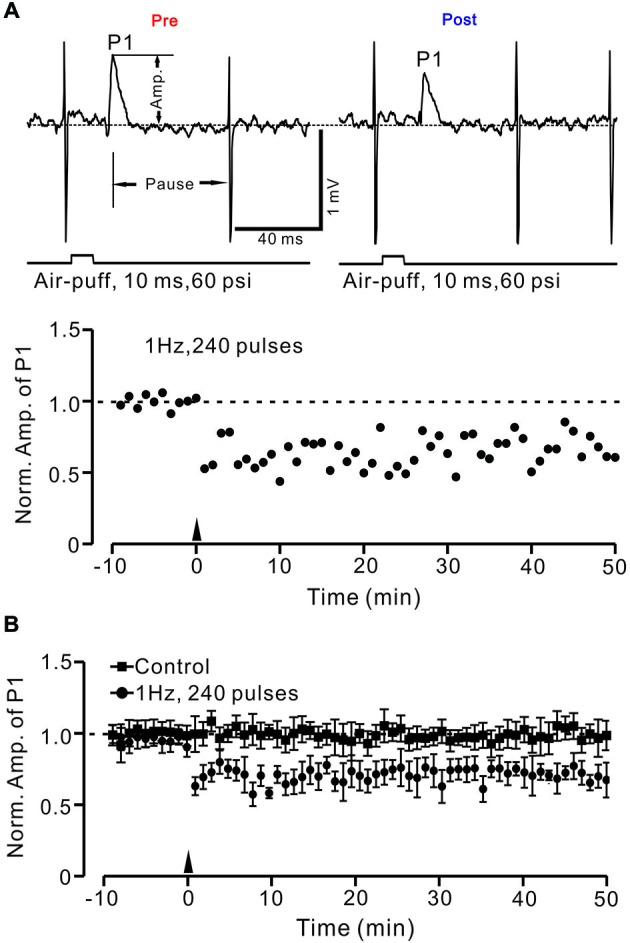 Facial stimulation (1 Hz) induces long-term depression (LTD) of GABAergic transmission at PCs in mouse cerebellar cortex. (A) Upper, representative cell-attached recording traces showing air-puff stimulation (10 ms, 60 psi)-evoked responses in a cerebellar PC before (pre) and after (post) delivering 1 Hz (240 pulses) stimulation. Note that both amplitude of the positive component (P1) and the pause of SS firing are significantly decreased after 1 Hz stimulation. The lower panel shows the time course of normalized amplitude of P1 (shown in upper) before and after delivery of 1 Hz facial stimulation (arrow head). (B) Summary of normalized P1 amplitude under control conditions (squares; n = 7) and delivery of 1 Hz facial stimulation (arrow head; circles; n = 8). Note that air-puff stimulation at 1 Hz induced LTD of P1 in cerebellar PCs. Data points are mean ± SEM.