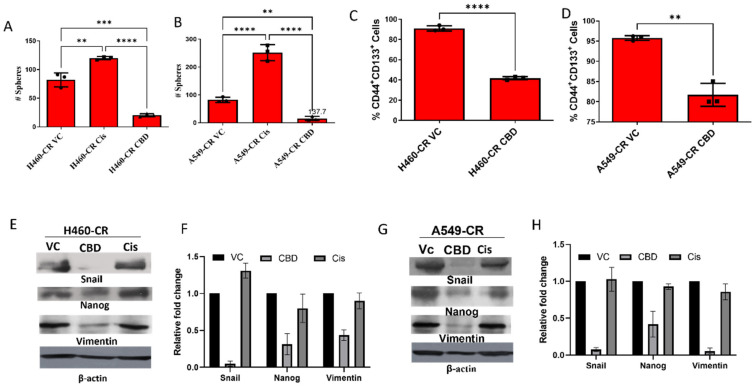CBD inhibits sphere formation and stem-like properties in cisplatin-resistant NSCLC cells. (A) H460-CR and (B)A549-CR cell lines were treated with vehicle control (VC), cisplatin (27 μM), or CBD (15.8 µM) for 7 days and the number of spheres quantified. (C) H460-CR and (D) A549-CR cell lines were cultured and treated with CBD to generate spheres, after which time cell surface marker expression of CD44+CD133+ was examined by flow cytometry. (E) H460-CR and (G) A549-CR cell lysates were collected from CBD and cisplatin-treated cells and protein expression of Snail, Nanog, and Vimentin was examined by Western blotting. β-actin was used as a loading control (F,H, respectively) represents densitometric ratio in fold change. Data are represented as Mean ± S.D (** p < 0.001, *** p < 0.001, **** p < 0.0001, ns; non-significant). Statistical comparisons between two groups were carried out using Students t-test, while a one-way ANOVA was used for more than two groups.