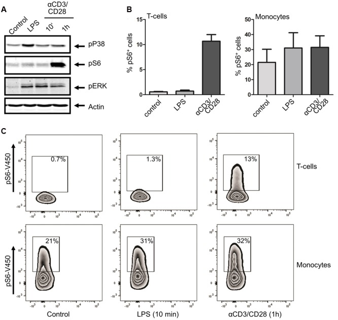 Differential activation of immune signaling using monocyte or T cell –specific triggers. Whole PBMC fractions were stimulated with either LPS (10 min) or αCD3/CD28 (10 min or 1h). (A) Western blot analysis shows that both stimuli induce a distinct set of phosphorylations. (B) Percentage of phospho-S6 positive cells as determined by intracellular FACS analysis, confirming that LPS does not trigger S6 phosphorylation in CD3+ T cells, whereas αCD3/CD28 generates a robust response in this cell type. In contrast, lipopolysaccharide does stimulate S6 phosphorylation in monocytes, with αCD3/CD28 also eliciting a response. (C) Representative example of FACS analysis of 4 independent experiments is shown.