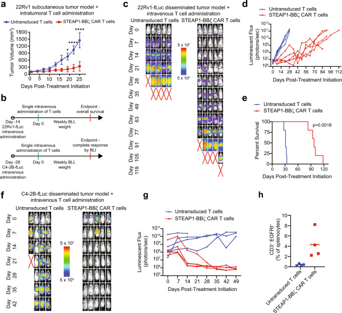 In vivo antitumor activity of STEAP1-BBζ CAR T cell therapy in prostate cancer models with native STEAP1 expression.a Volumes of 22Rv1 subcutaneous tumors in NSG mice (n = 4 for untransduced T cells group and n = 5 for STEAP1-BBζ CAR T cells group) over time after a single intratumoral injection of 5 × 106 untransduced T cells or STEAP1-BBζ CAR T cells at normal CD4/CD8 ratios. p < 0.0001 at day 20 and 25. Bars represent mean with SEM. b Schematic of tumor challenge experiments for 22Rv1 (top) and C4-2B (bottom) disseminated models. fLuc firefly luciferase, BLI bioluminescence imaging. c Serial live bioluminescence imaging (BLI) of NSG mice engrafted with 22Rv1-fLuc metastases and treated with a single intravenous injection of 5 × 106 untransduced T cells or STEAP1-BBζ CAR T cells at normal CD4/CD8 ratios on day 0. Red X denotes deceased mice. Radiance scale is shown. d Plot showing the quantification of total flux over time from live BLI of each mouse in (c). e Kaplan–Meier survival curves of mice in (c) with statistical significance determined by log-rank (Mantel-Cox) test. For panels (c–e) n = 5 mice per condition were used. f Serial live BLI of NSG mice engrafted with C4-2B metastases and treated with a single intravenous injection of 5 × 106 untransduced T cells or STEAP1-BBζ CAR T cells at normal CD4/CD8 ratios on day 0. Red X denotes deceased mice. Radiance scale is shown. g Plot showing the quantification of total flux over time from live BLI of each mouse in (f). For panels (f, g) n = 4 mice were used in the untransduced T cells group and n = 5 mice in the STEAP1-BBζ CAR T cells group. h Quantification of CD3+EGFRt+ STEAP1-BBζ CAR T cells by flow cytometry from splenocytes of mice treated with STEAP1-BBζ CAR T cells (n = 4) at the end of experiment on day 49. Bars represent mean. For panel (a), two-way ANOVA with Sidak’s multiple comparison test was used. Source data are provided in the Source Data file.