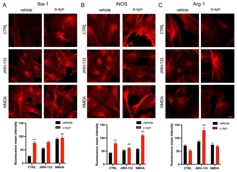 Analysis of the effects of α-syn fibrils on microglia polarization. Microglial markers in primary cultures treated with α-syn fibrils. Primary cultures of microglia were treated for 48 h with the specific agonist for CB2R, JWH-133 (100 nM) or for NMDAR, NMDA (15 µM) in the presence of α-syn fibrils. Immunocytochemical assays were performed using primary antibodies that detect either the Iba-1 microglial activation marker (A), the iNOS M1 marker (B), or the Arg-1 M2 marker (C), followed by a Cy3-conjugated secondary antibody (red). Fluorescence was quantified using Fiji program (raw fluorescence measurements are shown). Representative images for all conditions are shown. Scale bar 40 μm. Two-way ANOVA followed by Tukey’s multiple comparison post hoc test were used for statistical analysis (*** p < 0.001; versus vehicle control, ### p < 0.001; versus α-syn control).
