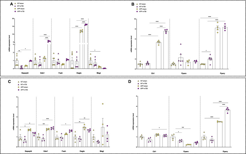 mRNA expression levels of indicated genes analyzed by quantitative PCR analysis in the cortex (A, B) and hippocampus (C, D) of wt and APP mice (sham vs mTBI). Differences in mRNA content between groups were expressed as the 2−ΔΔCt formula as reported in the materials and methods section. Statistical analysis was performed by Two-way analysis of variance (ANOVA) followed by Tukey's multiple comparison test (*P ≤ 0.05; **P ≤ 0.01; ***P ≤ 0.001). Data are represented as bar graphs with individual points