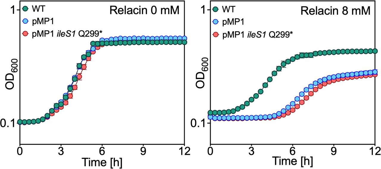 Effect of Relacin on growth of mupA-containing strains with and without chromosomal ileS1 inactivation.(A) Growth of S. aureus LAC wild-type (WT; BS1158), the isogenic mupA plasmid-containing derivative (pMP1; BS1963), and the addicted pMP1 ileS1 Q299* mutant (BS2039) in TSB. Optical density at 600 nm wavelength was recorded using a BioTek LogPhase 600 microbiology reader. (B) Growth of the same strains in TSB as in A, supplemented with Relacin (at 8 mM). Data represent means ± SD from biological replicates (n = 3).