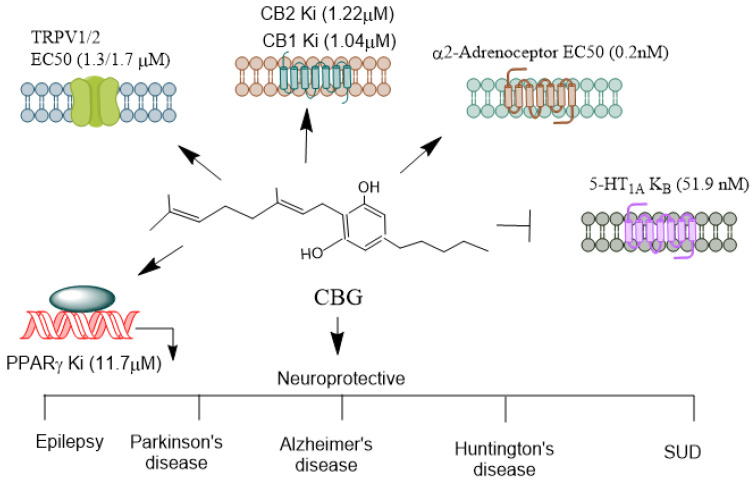 Receptors mediating CBG’s agonistic and antagonistic actions. CBG, often referred to as the “mother cannabinoid” due to its role as a precursor to other cannabinoids like THC and CBD, exhibits a diverse pharmacological profile, interacting with various receptors and modulating multiple physiological pathways. CBG is considered a partial agonist at both CB1 and CB2 receptors [101]. However, its affinity for these receptors is relatively low compared to THC. Its interaction with CB1 is thought to be non-psychoactive and may even counteract some of the psychoactive effects of THC, which acts as a full agonist. CBG’s CB2 agonism has been linked to immunomodulatory and anti-inflammatory effects, which may aid in its therapeutic potential in conditions like neuroinflammation. CBG acts as an agonist at particularly TRPV1/2 [90], which is involved in pain, inflammation, and thermoregulation. CBG can activate alpha (2)-adrenoceptors, and block 5-HT1A receptors [103]. CBG activates PPARγ [102], which are involved in lipid metabolism, inflammation, and cell differentiation. CBG’s receptor interactions highlight its diverse pharmacological profile, making it a likely candidate for therapeutic applications in pain management, neuroprotection, mood disorders, and inflammation. Its ability to act as both an agonist and antagonist across different receptor systems contributes to its potential to treat a wide range of medical conditions. CBG, Cannabigerol; THC, Δ9-tetrahydrocannabinol; TRPV, Transient receptor potential vanilloid; PPARγ, Peroxisome proliferator-activated receptor-γ. →, agonist; , antagonist.