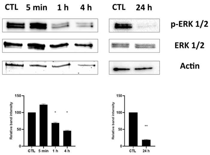 Effects of HPEDMSO on ERK phosphorylation. Cells were left untreated (CTL) or treated with 0.1 mg/mL of HPEDMSO. Cell extracts were analyzed at 5 min, 1 h, 4 h and 24 h after treatment by western blot, using anti-ERK/p-ERK and actin antibodies (upper side). The densitometric analysis (bottom side) was performed by ImageJ. Results are expressed as mean ± SEM of data obtained by three independent experiments. * p < 0.05; ** p < 0.01 vs. CTL.