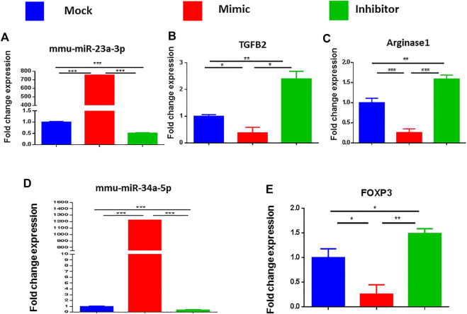 Validation of the genes targeted by miRNA 23a-3p and miRNA 34a-5p. Splenocytes of C57BL6 mice, cultured and activated with SEB overnight were transfected with mock, mimic and inhibitor of each of miRNA 23a-3p and miRNA 34a-5p. qRT-PCR was used to detect the levels of targeted genes. (A) Expression of miRNA 23a-3p. (B) Expression of TGFB2 gene. (C) Expression of arginase one gene (D) Expression of miRNA 34a-5p. (E) Expression of FOXP3. Statistical significances as p ≤ 0. 05, **p ≤ 0. 01, ***p ≤ 0. 001.