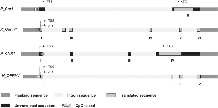 Schematic representation of rat and human Cnr1 and Oprm1 genes. Position of transcription start site (TSS), translation start code (ATG), exons and introns, CpG island are depicted. Details of the sequences under study for DNA methylation are shown in Supplementary Table S2.