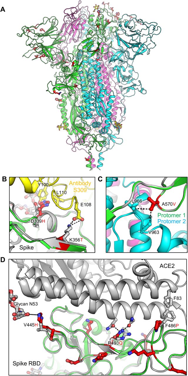 Homology modeling of key mutations in BA.2.86.(A) A homology model of the BA.2.86 Spike trimer is presented, highlighting mutations that differ from the BA.2 variant as red sticks on the green protomer. (B) The substitution of the wildtype G339 residue with either D or H introduces steric hindrance to residues Y100 and L110 of antibody S309. Simultaneously, the K356T mutation disrupts the salt-bridge interaction with E108 of S309. These mutations collectively impair the recognition of the Spike protein by antibody S309. (C) The A570V mutation in BA.2.86 Spike enhances hydrophobic interactions between protomers, thereby increasing trimer stability. (D) Focusing on the RBM region, the V445H and R493Q mutations may enhance receptor binding by introducing hydrogen bonds between the Spike protein and the ACE2 receptor. Conversely, the F486P mutation weakens receptor binding by losing the hydrophobic interaction with F83 of ACE2.