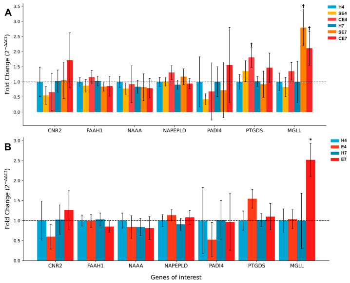 Relative expression of endocannabinoid system-related genes in the endometrium of postpartum dairy cows. Panel (A) shows gene expression in healthy cows (H), cows with subclinical endometritis (SE) and cows with clinical endometritis (CE) at 4 and 7 weeks postpartum. Panel (B) presents gene expression in healthy cows (H) versus cows with endometritis (E, combining subclinical and clinical cases) at 4 and 7 weeks postpartum. The y-axis represents fold change (2−ΔΔCt) relative to healthy cows at 4 weeks postpartum (H4). Error bars indicate standard error of the mean. Genes analyzed include cannabinoid receptor 2 (CNR2), fatty acid amide hydrolase (FAAH1), N-acylethanolamine acid amidase (NAAA), N-acyl phosphatidylethanolamine phospholipase D (NAPEPLD), peptidyl arginine deiminase 4 (PADI4), prostaglandin D2 synthase (PTGDS) and monoacylglycerol lipase (MGLL). Significant differences (p < 0.05) are indicated by asterisks (*), while statistical tendencies (0.05 ≤ p < 0.1) are marked with a cross (†).