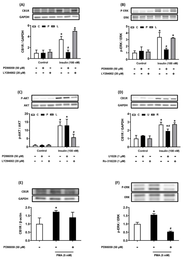 Insulin stimulates CB1R expression via the ERK-mediated pathway. AML12 hepatocytes were preincubated for 1 h in the presence or absence of the ERK inhibitor PD98059 (P, 50 μM) or the PI3K inhibitor LY294002 (L, 20 μM) and then incubated for another 15 min or 24 h in the presence or absence of 100 nM insulin in the continued presence or absence of the inhibitor (A-C). To further confirm the function of ERK in insulin-regulated CB1R expression, AML12 hepatocytes were preincubated for 1 h in the presence or absence of another ERK inhibitor, U0126 (1 μM), and then incubated for another 24 h in the presence or absence of 100 nM insulin in the continued presence or absence of the inhibitor (D). AML12 hepatocytes were preincubated for 1 h in the presence or absence of the PKC inhibitor Ro-318220 (1 μM) and then incubated for another 24 h in the presence or absence of insulin (100 nM) in the continued presence or absence of Ro-318220 (D). AML12 hepatocytes were preincubated for 1 h in the presence or absence of the ERK inhibitor PD98059 (50 μM) and then incubated for another 15 min (to detect ERK phosphorylation) or 24 h (to detect CB1R) in the presence or absence of the PKC activator PMA (5 mM) and in the continued presence or absence of PD98059 (E and F). Density levels of ERK, p-ERK, Akt, p-Akt and CB1R were measured via western blot. GAPDH, ERK, Akt served as a loading control. The blot shown is representative of the results of four independent experiments. The results are expressed as fold change (mean ± SEM) from four biologically independent experiments. * p < .05 compared with the vehicle control; # p < .05 compared with insulin alone.