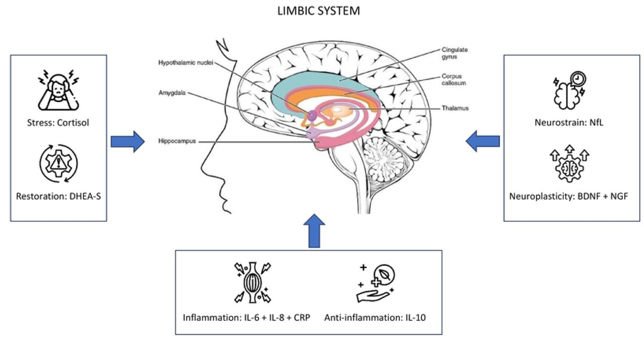 Neurophysiological burnout model.Theoretical model that informed the study design and analysis depicting the relationship between pro- and anti-neuronal growth factors and their association to the limbic and associated systems hypothesized to be causally related to burnout. Legend. IL = interleukin. DHEA-s = Dehydroepiandrosterone-sulfate. CRP = C-reactive protein. NfL= Neurofilament Light. BDNF = brain- derived neurotrophic factor. NGF = Nerve growth factor.
