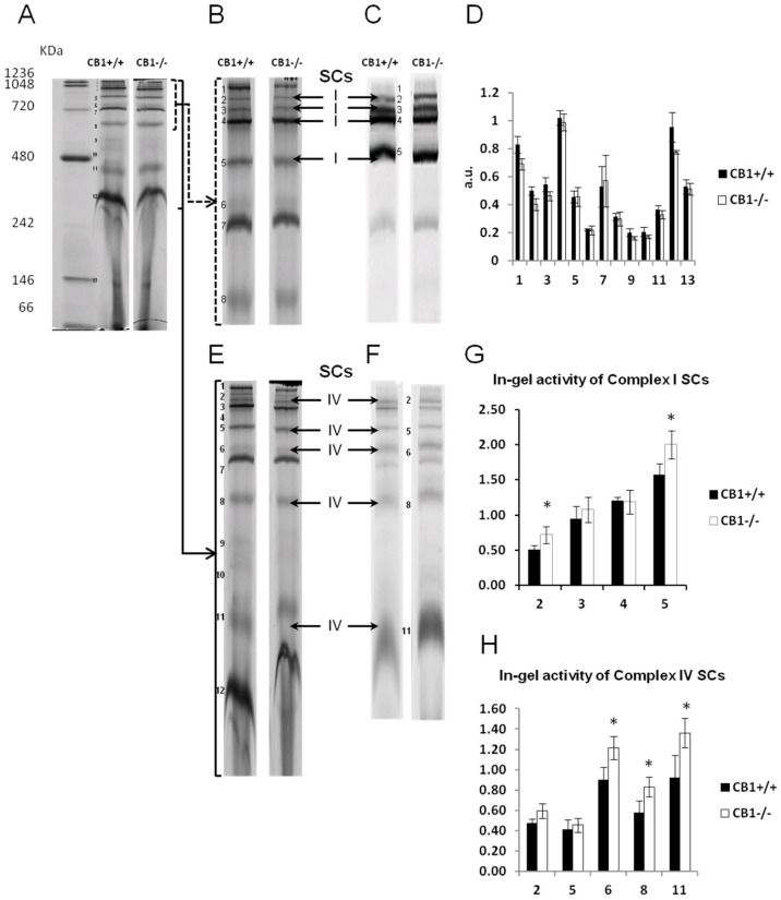 CB1 deletion affects the functional/structural organization of respiratory chain supercomplexes. (A) Blue native PAGE-based analysis of digitonin-solubilized crude mitochondria from skeletal muscle of CB1+/+ and CB1−/− mice. A representative image of a Coomassie blue-stained BN-PAGE gel. Bands characteristic of OXPHOS supercomplexes (SCs) (bands 1–13) are recognizable in all the experimental groups and highlighted in (B,E). (C,F) Representative images of histochemical staining of in-gel activity (arrows) of Complex I and Complex IV SCs. (D) Densitometric quantification of the blue bands corresponding to individual SCs. (G,H) Densitometric quantification of bands corresponding to the in-gel activity of Complex I and IV SCs. Protein extracts were prepared for each animal, and each individual was assessed separately. Protein load was 15 µg/lane. Data were reported as relative intensity and presented separately for each treatment (means ± SD; n = 5). * p < 0.05 vs. CB1+/+.