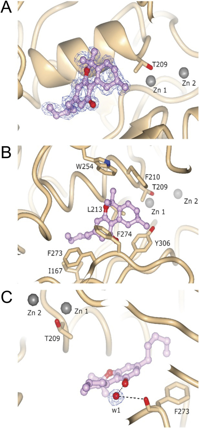 Structure and electron density of ATX-6a10aTHC.(A) Featured-enhanced electron density map before 6a10aTHC placement, contoured at 1 RMSD and represented as a blue wireframe model. (B) Molecular interactions of 6a10aTHC with ATX. (C) Bridging water molecule interaction between 6a10aTHC and carbonyl oxygen of F273.
