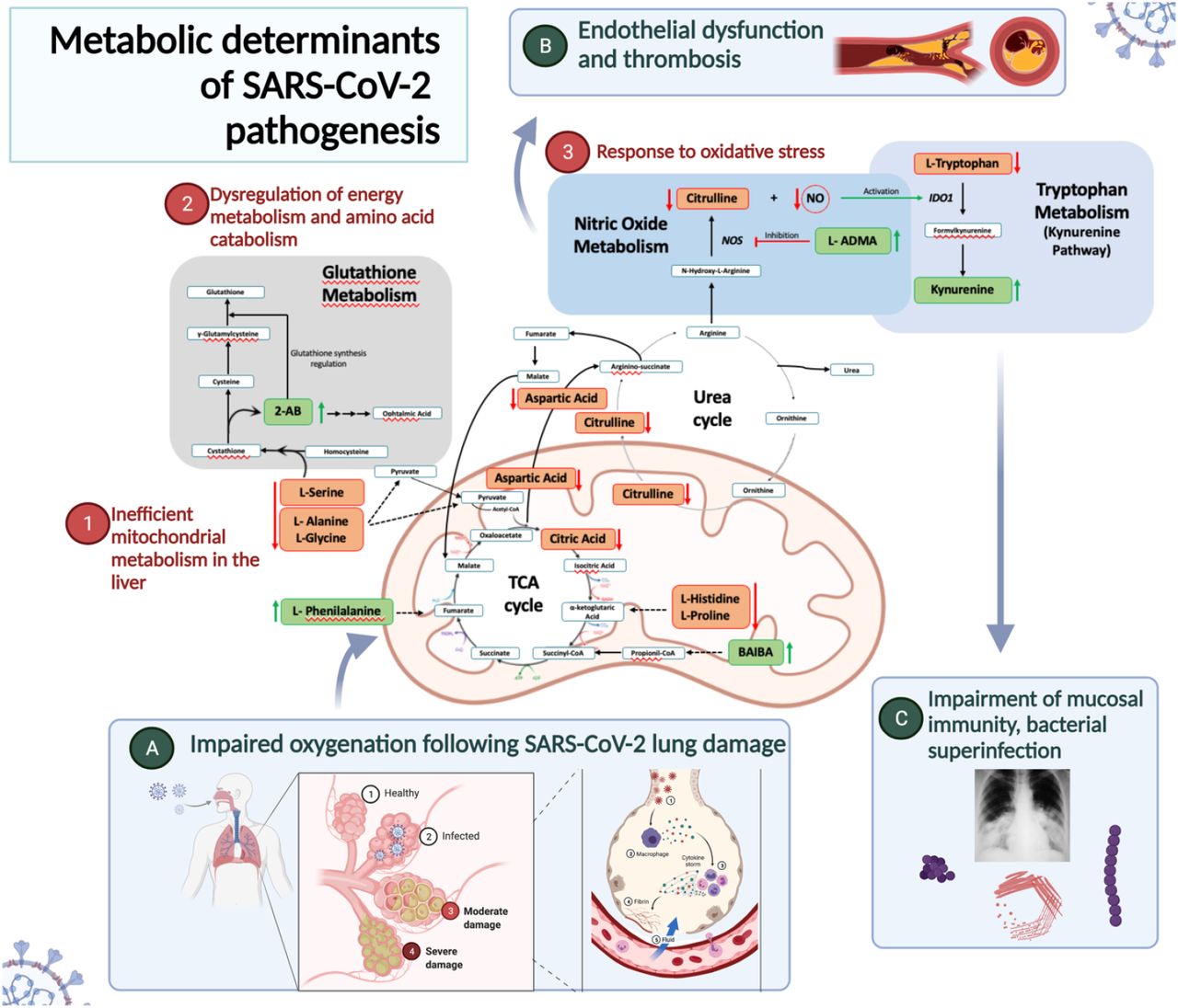 A model of the metabolic pathways implicated in COVID19 pathogenesis.Impairment of blood oxygenation following SARS-CoV-2 damage results in 1) inefficient mitochondrial metabolism in the liver, resulting in dysregulation of the urea cycle citrulline decreases, phenylalanine increases; 2) dysregulation of energy metabolism and amino acid metabolism, resulting in decreased L-serine, L-alanine, and L-serine; 3) activation of oxidative stress response, resulting in BAIBA accumulation, L-ADMA upregulation, and induction of the kynurenine pathway, which impairs mucosal immunity, allowing bacterial superinfections. Figure generated using biorender.com.
