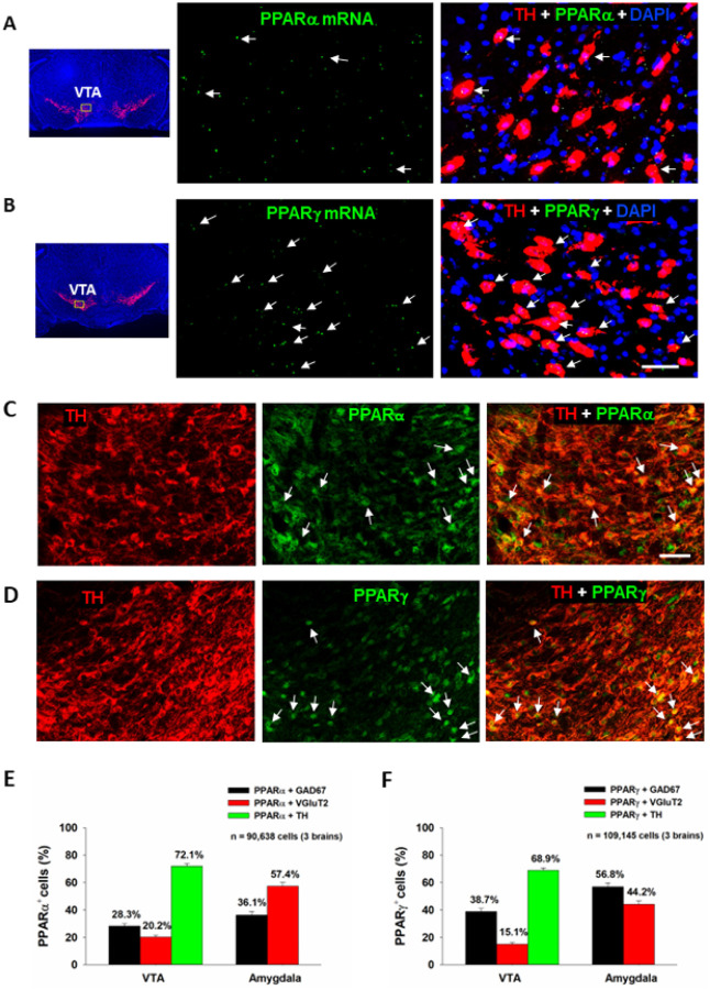 PPARα and PPARγ RNAscope ISH and immunostaining results. A/B: Representative RNAscope ISH, illustrating low densities of PPARα (A) and PPARγ (B) mRNA signals detected in TH+ DA neurons in the VTA. C/D: Representative images indicating that PPARα- or PPARγ-immunostaining was co-localized with TH-immunostaining in VTA DA neurons. E/F: The cell counting data indicate that PPARα and PPARγ are expressed in ~70% of DA neurons in the VTA and in 40~60% of GABA or glutamate neurons in the Amygdala. The scale bar indicates 50 mm. Each bar illustrates the average percentage of cells co-expressing PPARα or PPARγ with one neuronal marker (TH, GAD67 or VGluT2) out of the total number of DA, glutamate or GABA neurons. N = 3 brains with 5–6 slices selected from each brain and 2–4 images taken per region/slice. (see Figs. S1-S5 for PPARα or PPARγ mRNA or immunostaining in other types of neurons in the VTA, NAc and amygdala). The scale bar indicates 50 mm.