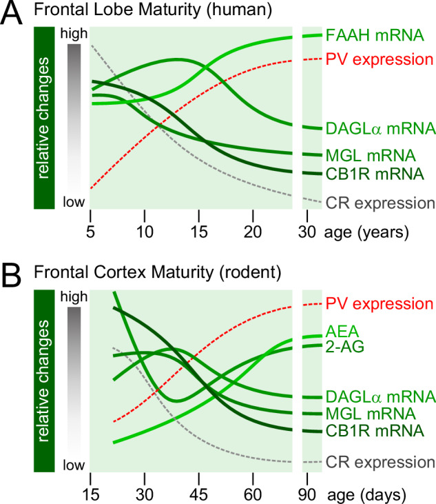Comparative developmental trajectories of the brain endocannabinoid system: human vs. rodent frontal cortex [47–51].A Summary of neurobiological variables measured in human postmortem studies. The patterns of parvalbumin (PV) and calretinin (CR) mRNA expression (Caballero and Tseng, [31]) were included to align the trajectories of the different endocannabinoid components observed in the human frontal cortex with those found in rodents [47–51]. B Using this developmental framework, a 5-day window in rats would be equivalent to 3 years in humans [31]. A major shift in the trajectories of the rodent frontal cortex endocannabinoid system emerges between postnatal days (P) 30 and 60 [47–51]. Note that the human frontal cortex experiences similar patterns of changes within the 10–20 years of age period. AEA N-arachidonoylethanolamine or anandamide, CB1R cannabinoid type-1 receptor, CR calretinin, DAGLα diacylglycerol lipase-α, MGL monoacylglycerol lipase, PV parvalbumin, 2-AG 2-arachidonoylglycerol.