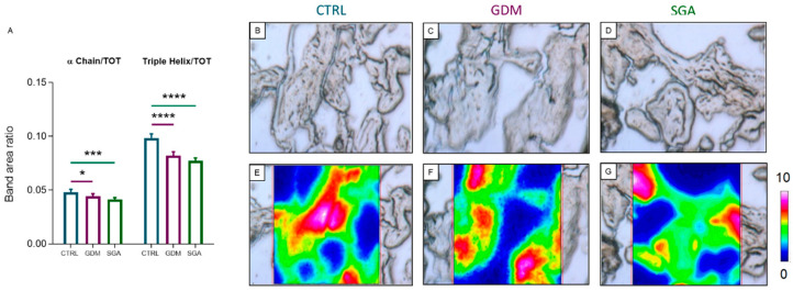 FTIRI analysis of collagen structure in CV sections of CTRL, GDM, and SGA experimental groups. (A) Statistical analysis of the following band area ratios: α Chain/TOT (relative amount of α chain secondary structures in collagen) and Triple Helix/TOT (relative amount of triple helix structures in collagen). TOT was the sum of the areas of all the peaks in the 1350–1000 cm−1 range. Values are reported as mean ± SD of five independent samples (n = 5). Asterisks indicate significant differences between CTRL and GDM and CTRL and SGA groups (* = p < 0.05, *** = p < 0.001, and **** = p < 0.0001). (B–D) Microphotographs of representative sections of CTRL, GDM, and SGA groups, and (E–G) corresponding false-color images showing the topographical distribution of collagen within the mapped areas; absorbances ranged from white/pink (representing the highest values) to blue/black (representing the lowest ones). CTRL: control group (blue), GDM: gestational diabetes mellitus (purple), SGA: small-for-gestational-age (green).