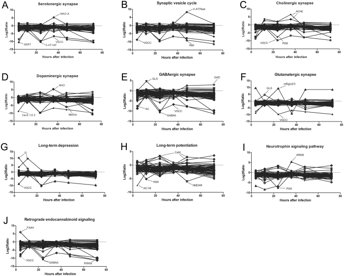 The log2ratios of the locust CNS differentially expressed unigenes as a function of the infection time. DEGs were sub-categorized into those involved in processes related to (A) the serotogenic pathway, (B) the cholinergic pathway, (C), the dopaminergic pathway, (D), the gamma-aminobutyric acid (GABA)-ergic pathway, (E) the glutamatergic pathway, (F) the synaptic vesicle cycle (G) long-term depression, (H) long term potentiation, (I) neurotrophin signaling, and (J) retrograde endocannabinoid signaling. Highly (log2ratio value > 5) DEGs are labeled. As some DEGs participate in multiple sub-categories as defined above, they are included in each respective process/graph in which they participate.