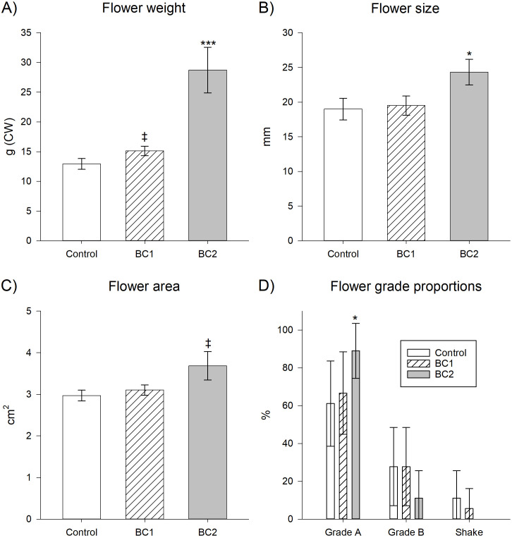 Four-panel figure displaying bar graphs comparing Control, BC1, and BC2 groups for flower traits. Panel A shows flower weight in grams, with BC2 significantly higher. Panel B presents flower size in millimeters, also highest in BC2. Panel C shows flower area in square centimeters, with BC2 the largest. Panel D presents flower grade proportions as percentages, with Grade A flowers highest in BC2. Error bars indicate standard error and asterisks denote statistical significance.