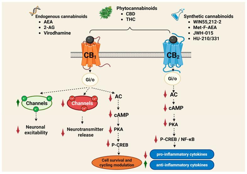Cannabinoid Receptor Signaling Pathways ( activation/increase; inhibition/decrease; 2-AG—2-arachidonoylglycerol; AC—adenylate cyclase; AEA—anandamide (N-arachidonoylethanolamine); cAMP—cyclic adenosine monophosphate; CB1—cannabinoid receptor type 1; CB2—cannabinoid receptor type 2; CBD—cannabidiol; P-CREB—phosphorylated cAMP response element-binding protein; Gi/o—inhibitory G protein (Gi/o subtype); NF-κB—nuclear factor kappa-light-chain-enhancer of activated B cells; PKA—protein kinase A; THC—tetrahydrocannabinol. The figure was created using BioRender (web application, accessed May 2025; BioRender Inc., Toronto, ON, Canada; www.biorender.com).
