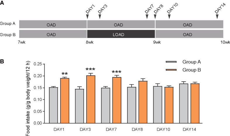 Food intake of mice during cyclic feeding on the OAD and LOAD. (A) Experimental design of the cyclic feeding experiment. (B) Food intake was measured on days 1, 3, 7, 8, 10 and 14 during two weeks feeding. Data are expressed as means ± SEMs (n = 7). **P < 0.01; ***P < 0.001.