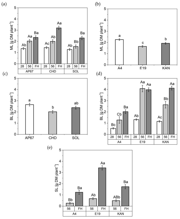 Dry matter (DM) of the different leaf fractions in [g DM plant−1]. (a) Main leaves (ML) under SOL, AP67, and CHD at 26 DAP, 58 DAP and FH; (b) Main leaves (ML) of A4, KAN as well as E19 across all biomass cuts; (c) Branch leaves (BL) under AP67, SOL, and CHD across all biomass cuts (d) Branch leaves (BL) of A4, KAN and E19 at 28 DAP, 56 DAP and FH. (e) Sugar leaves (SL) of A4, KAN and E19 at 56 DAP and final harvest (FH); Means covered by at least one identical lowercase letter did not differ significantly at α = 0.05, within each measurement, strain or light spectra. Means covered by at least one identical uppercase letter did not differ significantly at α = 0.05, within a strain or light spectra as indicated by a Tukey-test.
